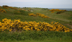 top Ireland golf Picture, Ireland golf course review photo